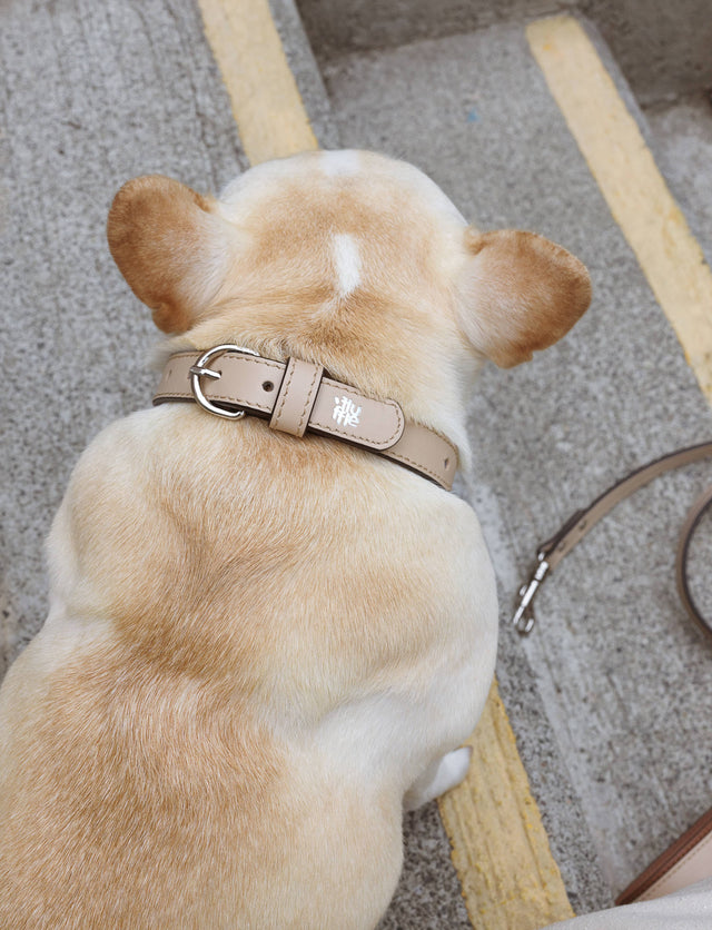 Chaco Dog Collar