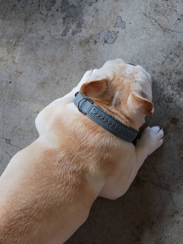 Mistico Dog Collar
