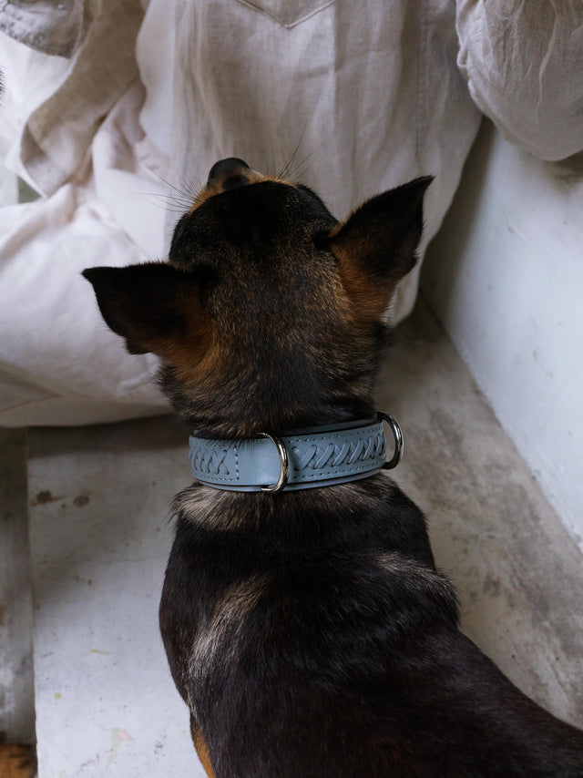 Mistico Dog Collar